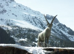 Fonds d'cran Nature La Vanoise