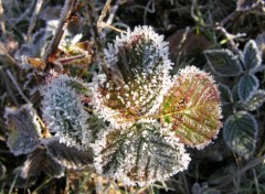 Fonds d'cran Nature Parure hivernale