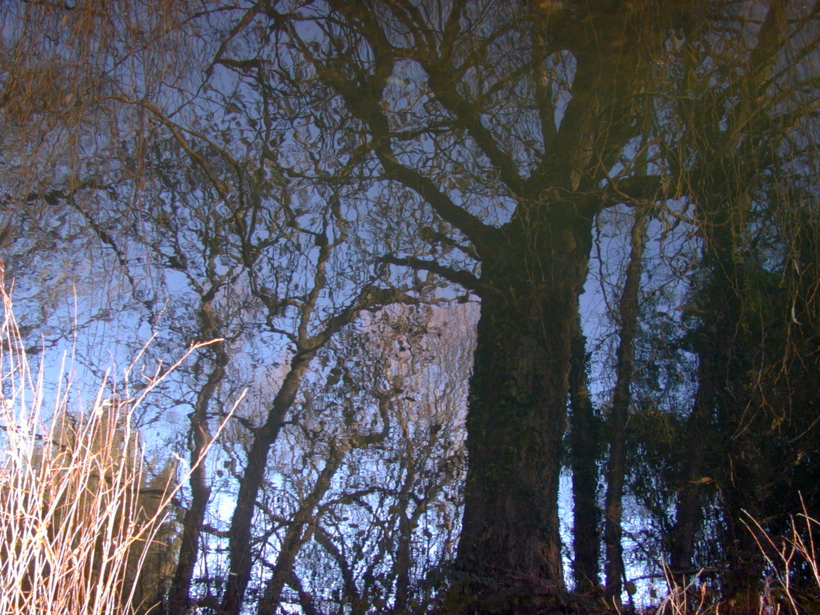 Wallpapers Nature Water - Reflection Reflets