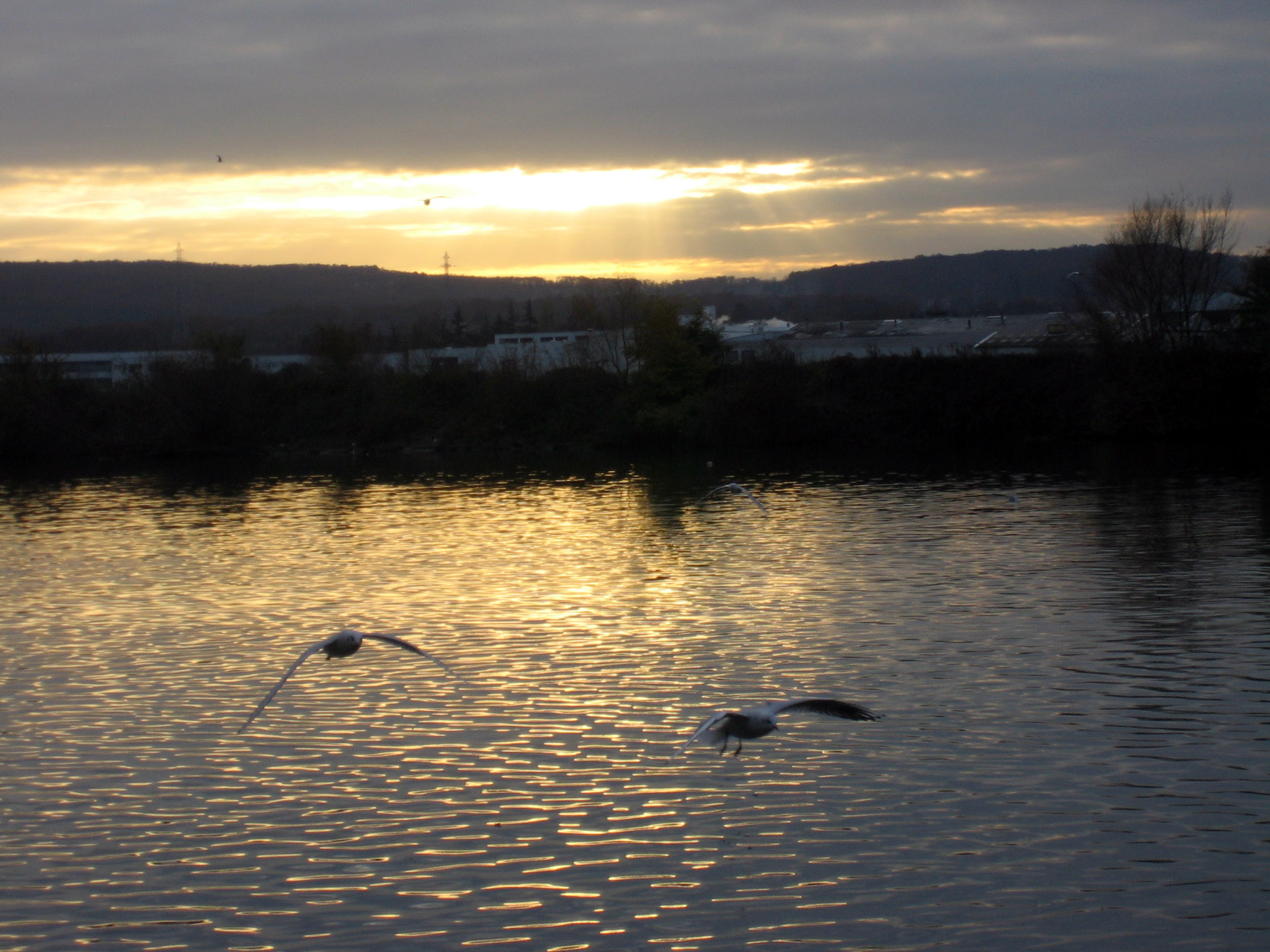 Wallpapers Animals Birds - Ducks re Mouettes