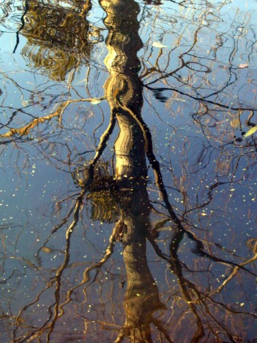 Wallpapers Nature Water - Reflection Reflets