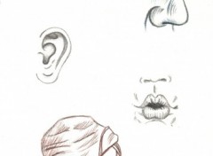 Wallpapers Art - Pencil Entrainement pour visages humains