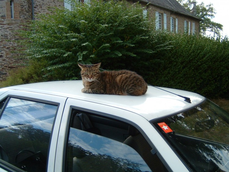 Fonds d'cran Animaux Chats - Chatons garfield en voiture