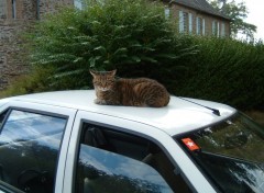 Fonds d'cran Animaux garfield en voiture