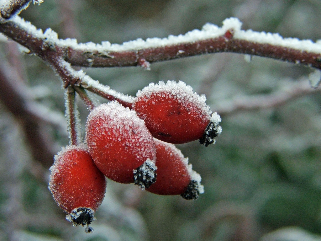 Wallpapers Nature Saisons - Winter Saison du givre