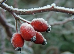 Fonds d'cran Nature Saison du givre