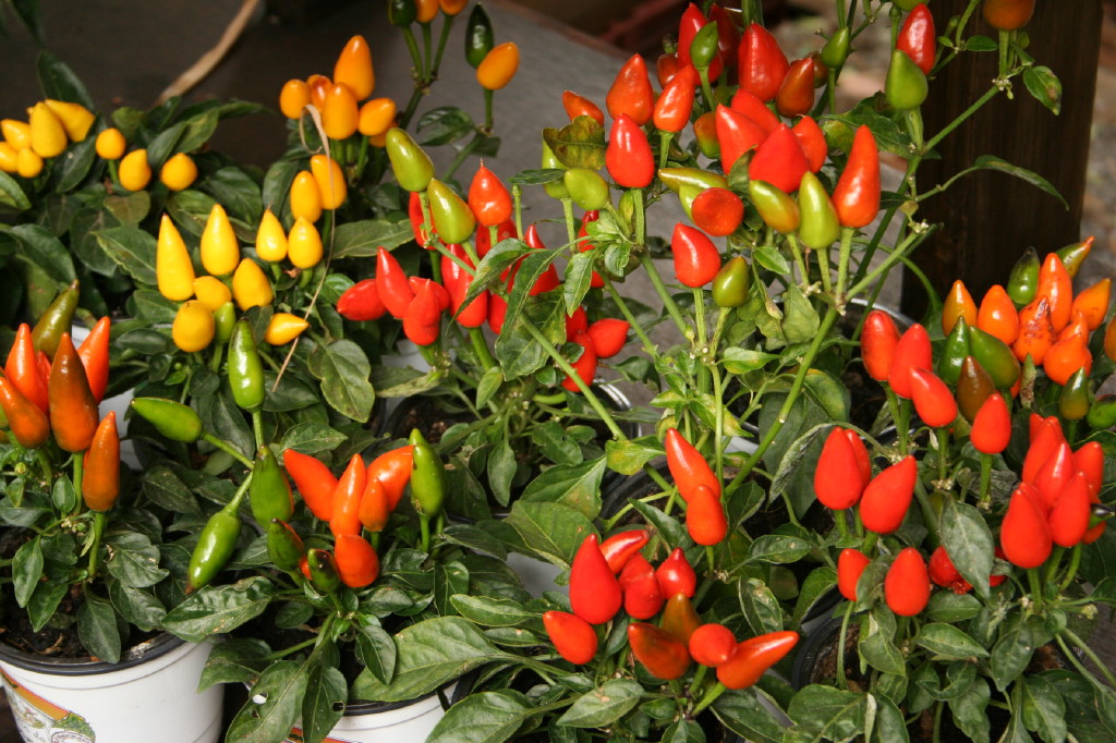 Fonds d'cran Nature Plantes - Arbustes Plants de piments multicolor