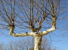 Fonds d'cran Nature Arbre sur la colline de St Tryphon