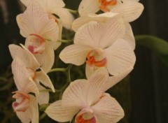 Fonds d'cran Nature Orchide