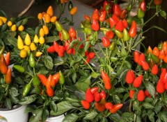 Fonds d'cran Nature Plants de piments multicolor