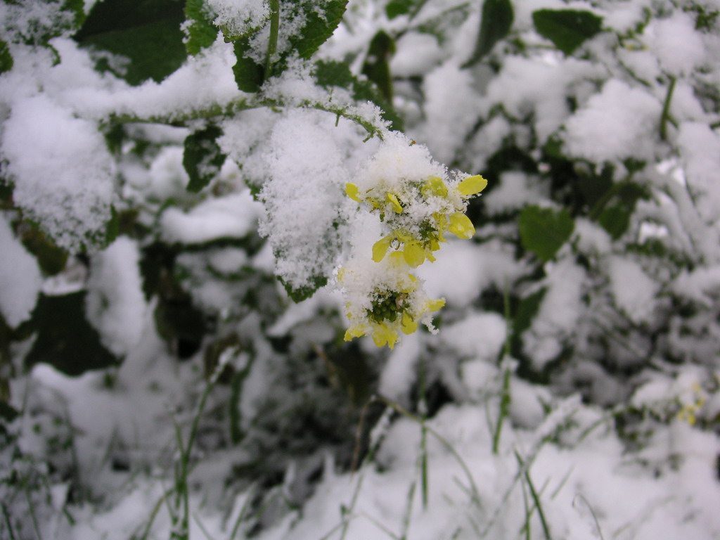 Fonds d'cran Nature Fleurs fleur sous la neige