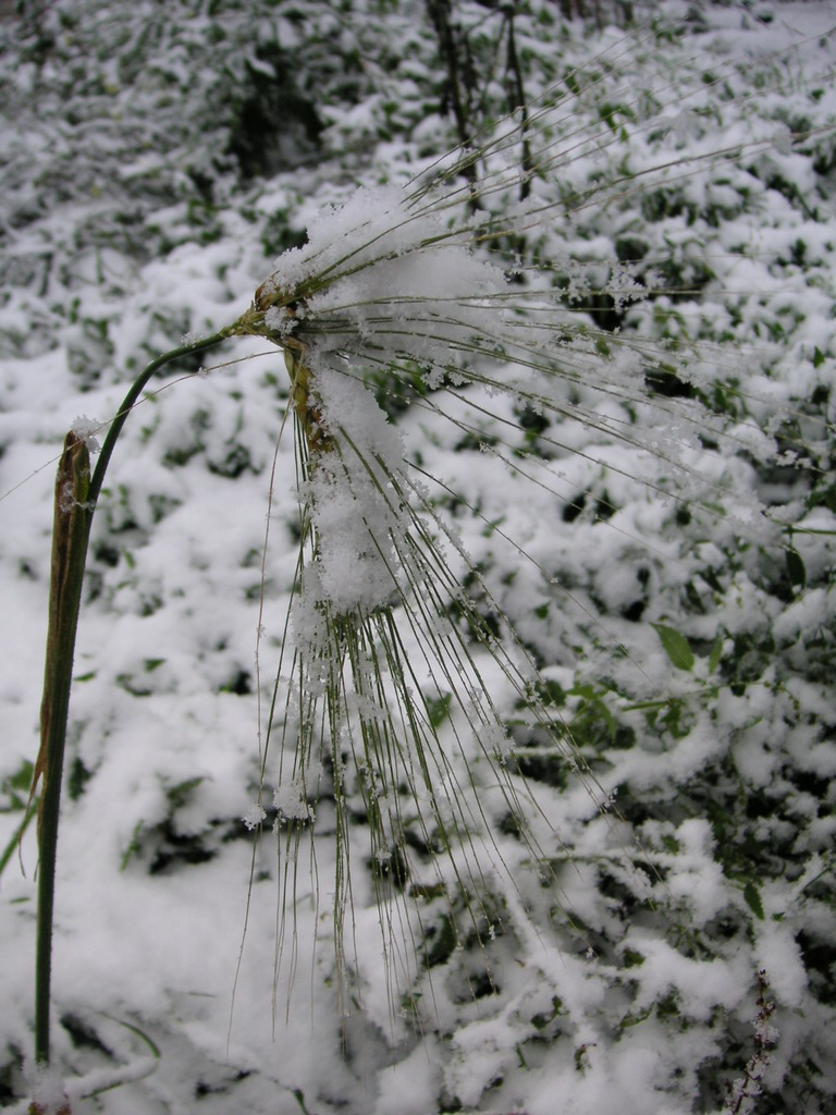 Fonds d'cran Nature Saisons - Hiver il a neig sur l'pi