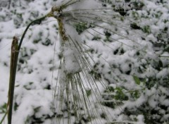 Fonds d'cran Nature il a neig sur l'pi