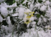 Fonds d'cran Nature fleur sous la neige