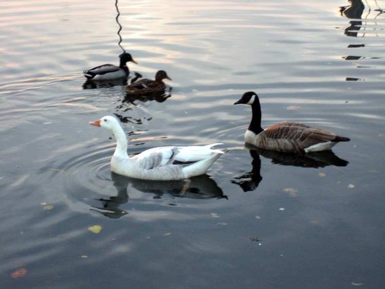 Wallpapers Animals Birds - Ducks 2 bernaches du Cananda ddicaces pour nos amis du Quebec et du Canada