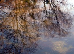 Wallpapers Nature Reflets