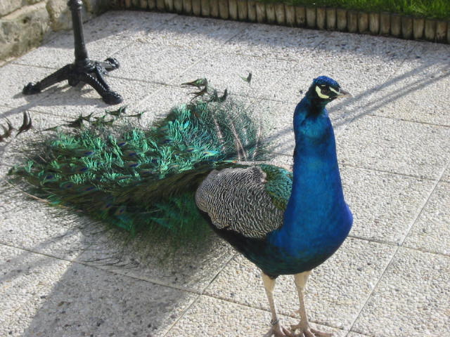 Wallpapers Animals Birds - Peacocks Un Paon en Picardie