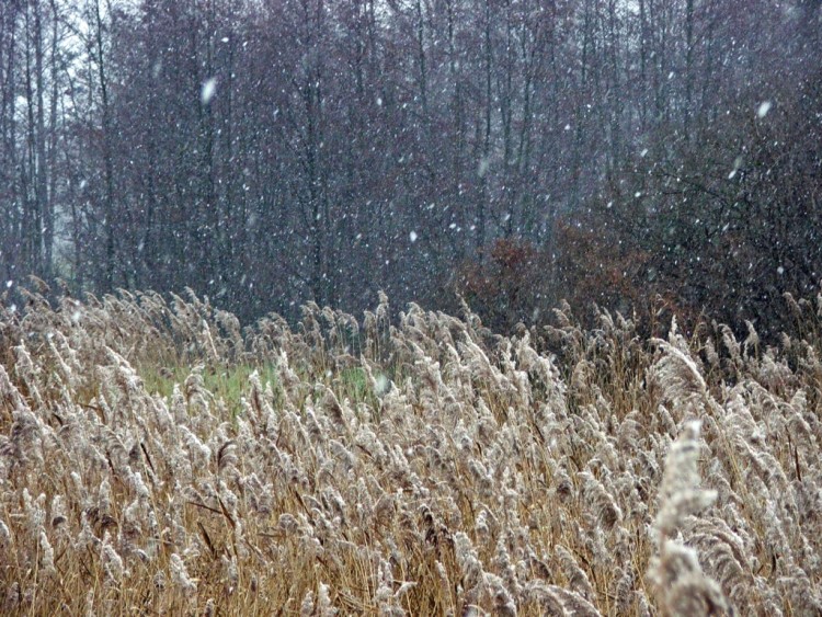 Fonds d'cran Nature Champs - Prairies Premiers flocons de neige...