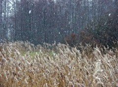 Fonds d'cran Nature Premiers flocons de neige...