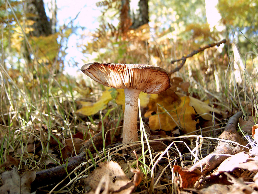 Fonds d'cran Nature Champignons Couleurs d 'automne