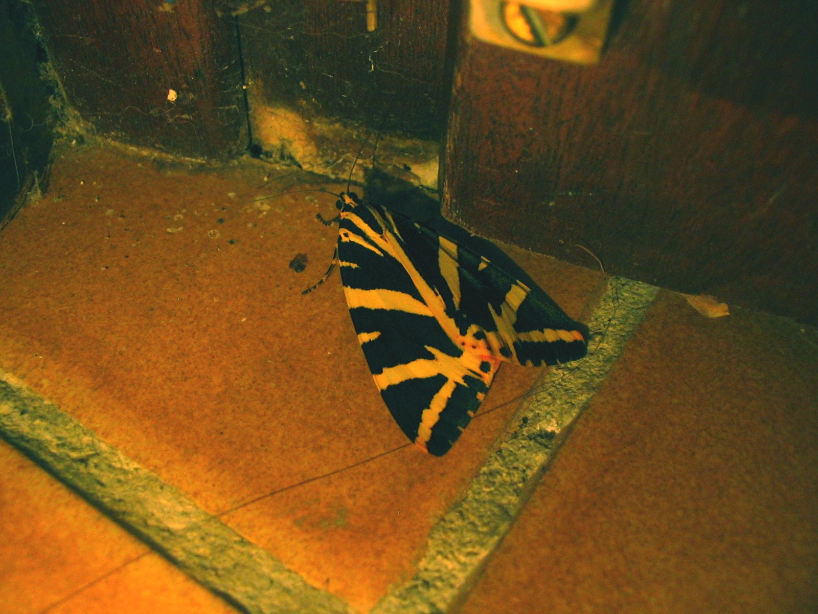 Wallpapers Animals Insects - Butterflies un beau papillon perdu dans la maison