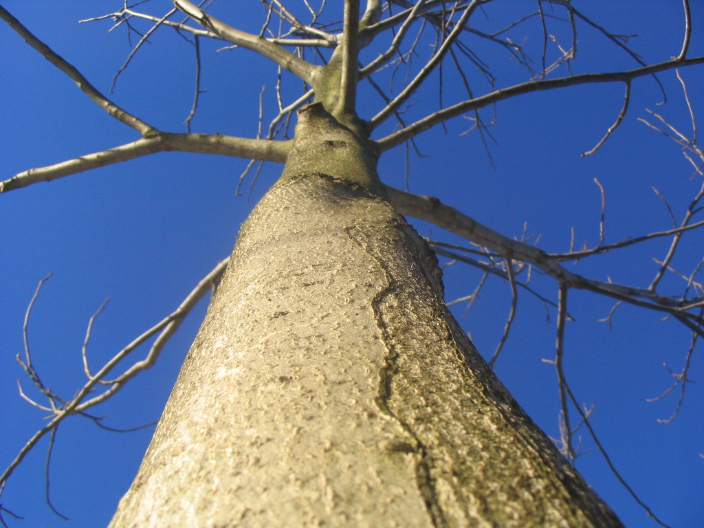 Fonds d'cran Nature Arbres - Forts december