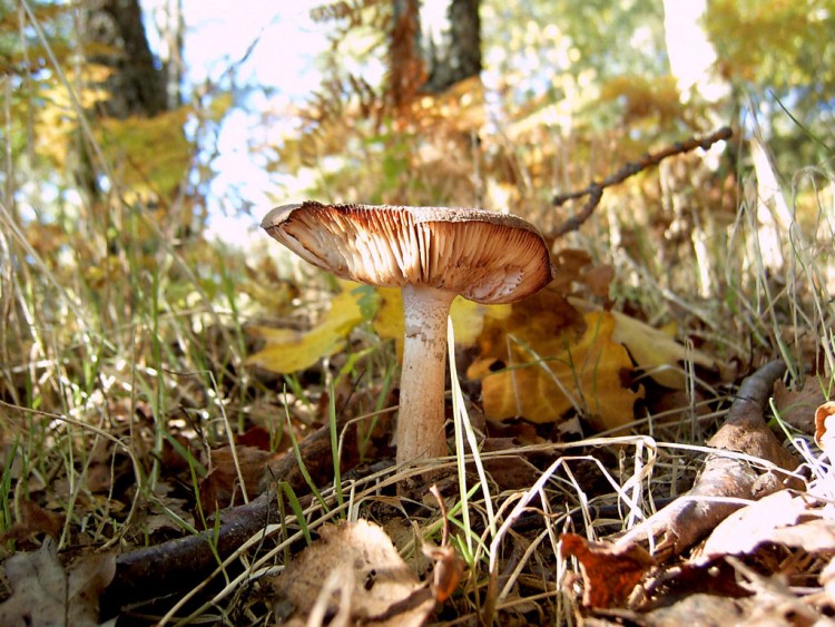 Wallpapers Nature Mushrooms Couleurs d 'automne