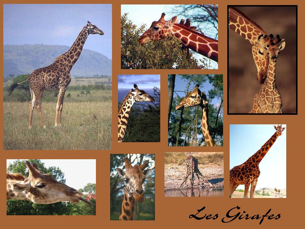 Wallpapers Animals Giraffes girafes