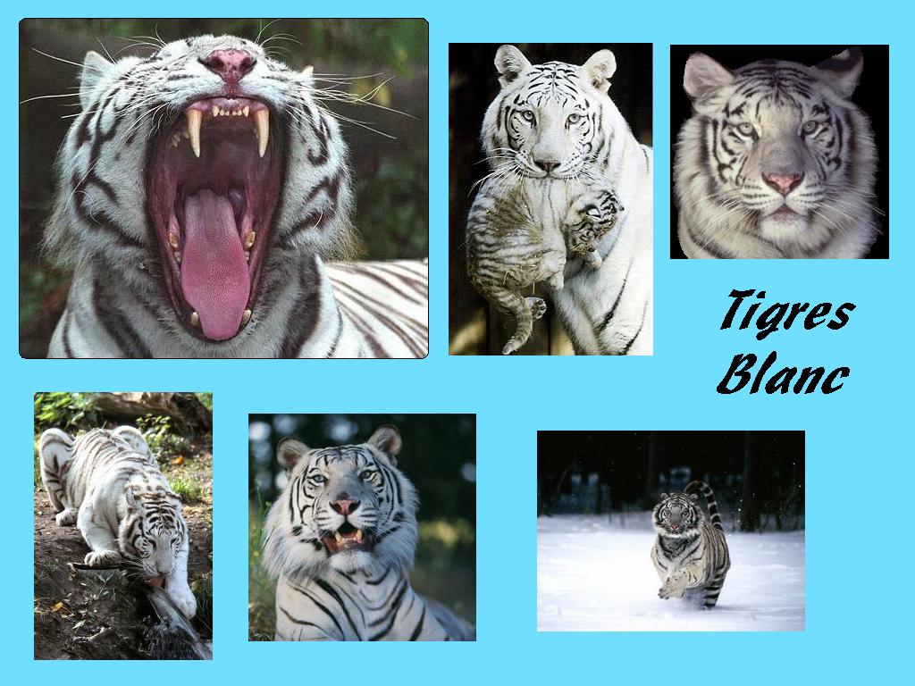 Wallpapers Animals Felines - Tigers tigres