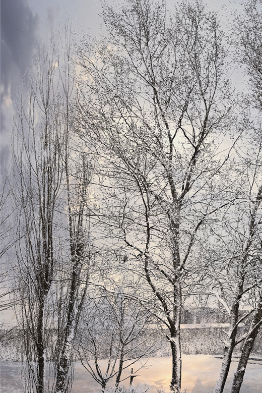 Wallpapers Nature Trees - Forests Arbres squelletiques sous la neige