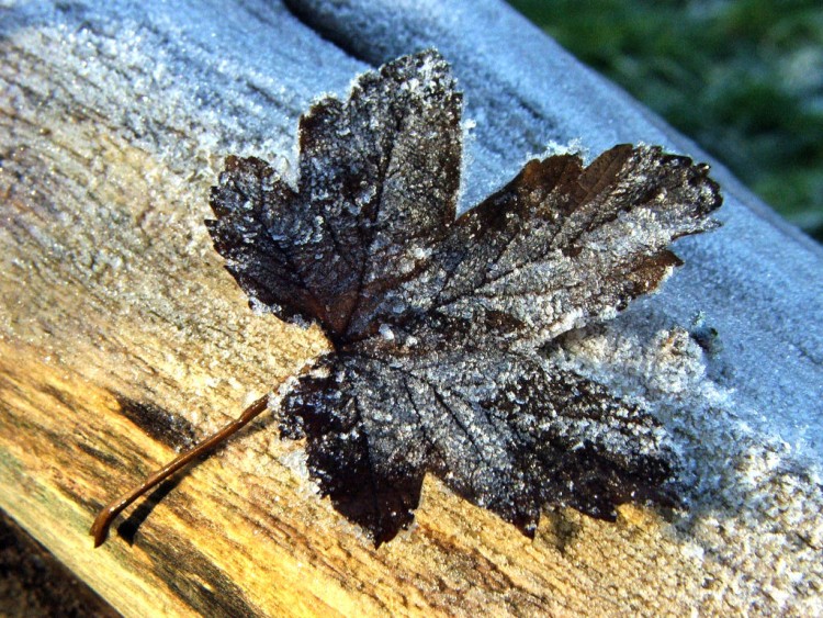 Wallpapers Nature Saisons - Winter Saison du givre