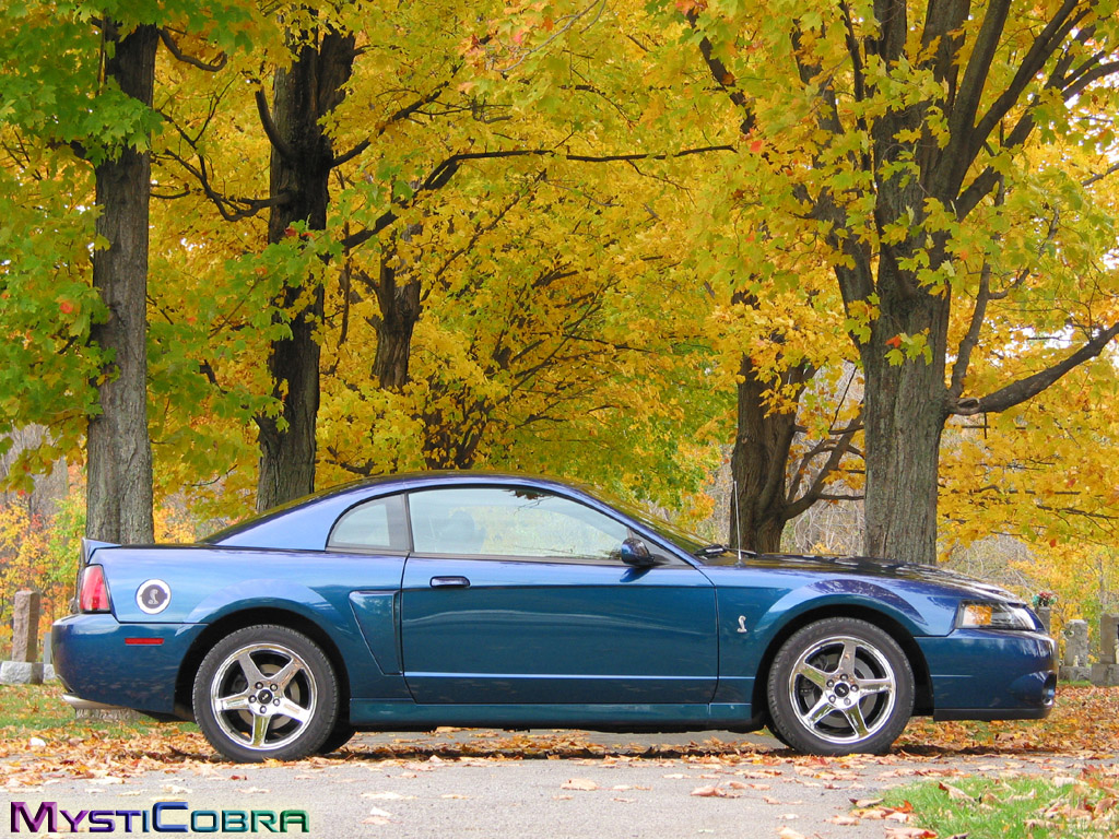 Wallpapers Cars Mustang Cobra au cimetire (MystiCobra)