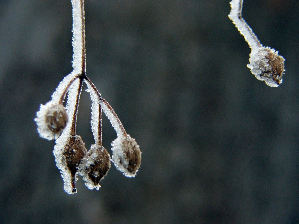 Wallpapers Nature Saisons - Winter Saison du givre