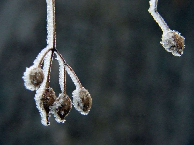 Fonds d'cran Nature Saisons - Hiver Saison du givre