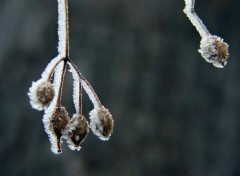 Fonds d'cran Nature Saison du givre