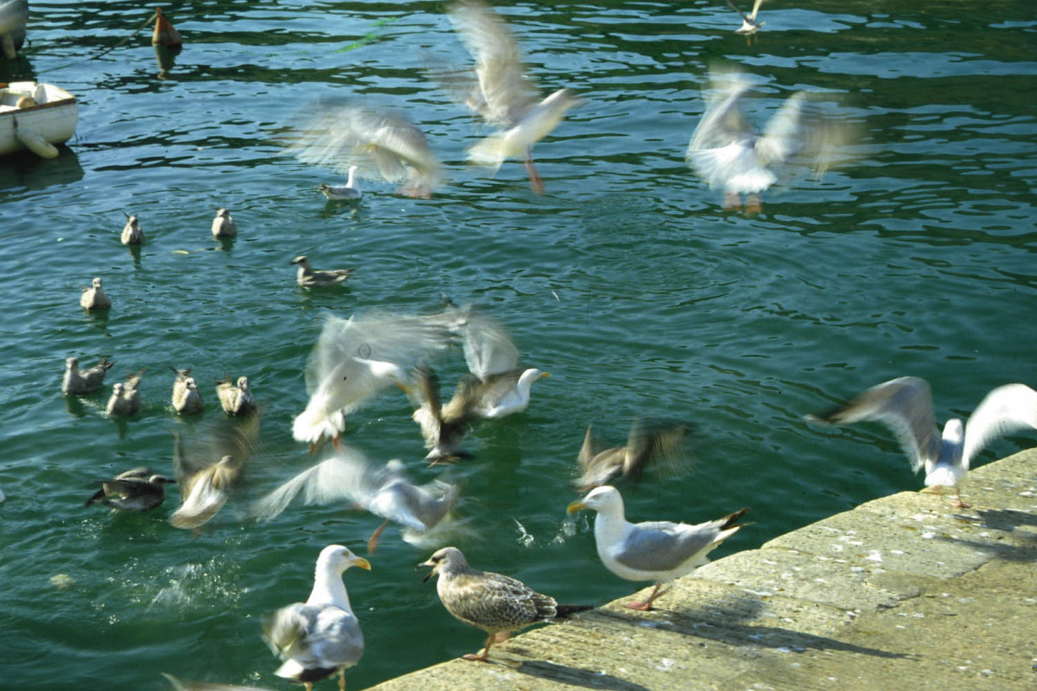 Fonds d'cran Animaux Oiseaux - Canards Belle-Ile en mer