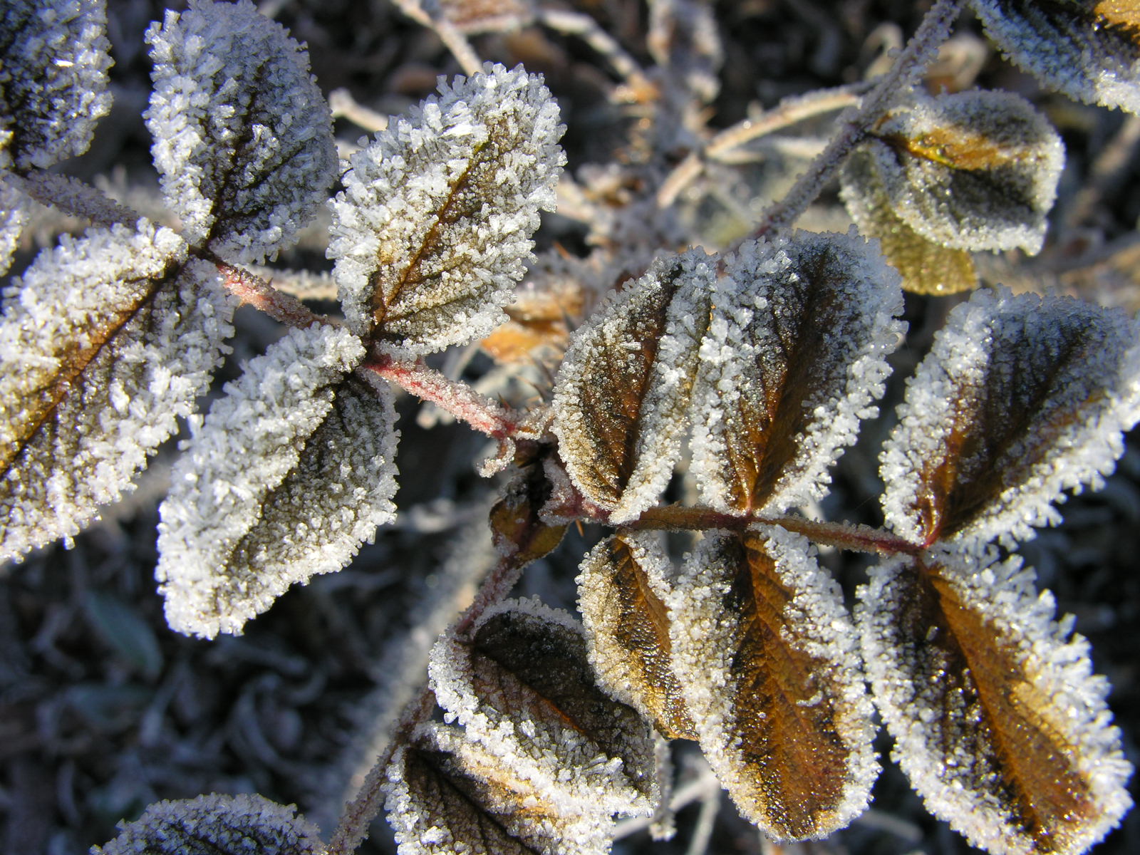 Fonds d'cran Nature Saisons - Hiver Brrrrrrr