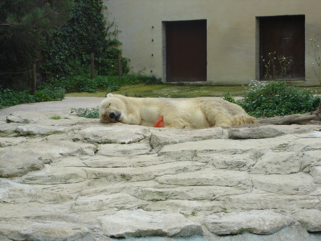 Fonds d'cran Animaux Ours 