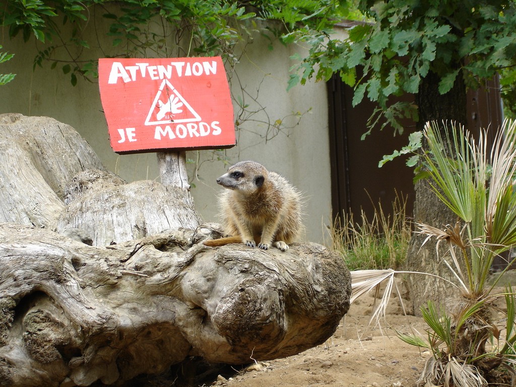 Fonds d'cran Animaux Rongeurs - Divers 