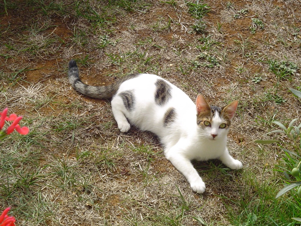 Fonds d'cran Animaux Chats - Chatons ALEK