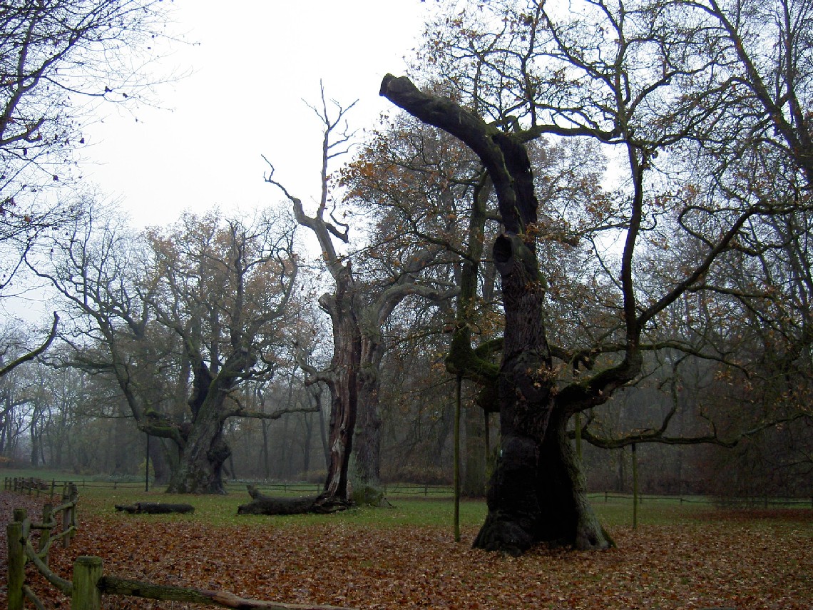 Fonds d'cran Voyages : Europe Pologne Les trois arbres