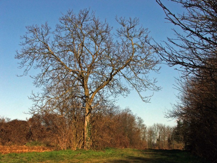 Wallpapers Nature Trees - Forests En sommeil....