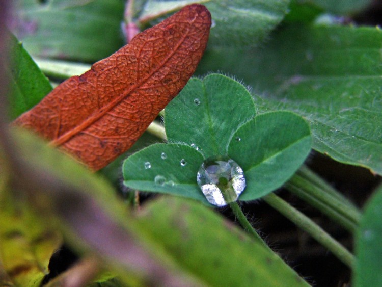 Fonds d'cran Nature Feuilles - Feuillages Saison humide : Perle de goutte...