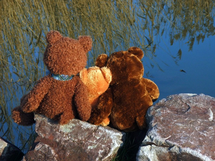 Fonds d'cran Objets Peluches De l'amiti et de la tolrence chez les Ours...