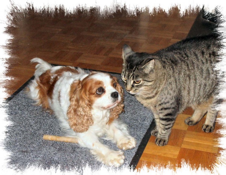 Wallpapers Animals Dogs and cats Uskaya et Capucine le chat