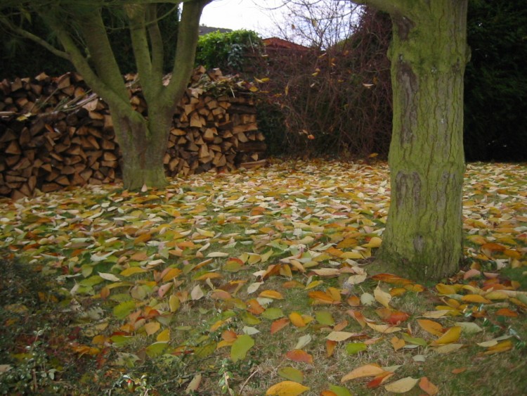 Fonds d'cran Nature Feuilles - Feuillages Les feuilles mortes 1