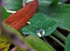 Fonds d'cran Nature Saison humide : Perle de goutte...