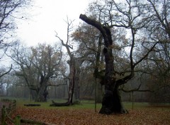 Fonds d'cran Voyages : Europe Les trois arbres