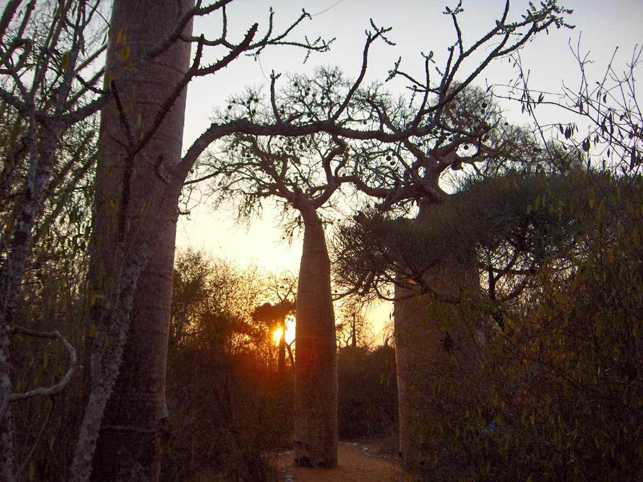 Wallpapers Trips : Africa Madagascar La foret de baobabs  Ifaty