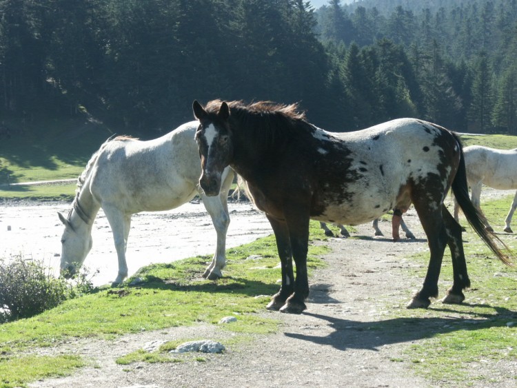 Fonds d'cran Animaux Chevaux Notre ami